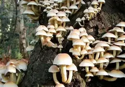 सुर्खेतमा जङ्गली च्याउ खाँदा ४० वर्षीया कोशिला पौडेल बिरामी